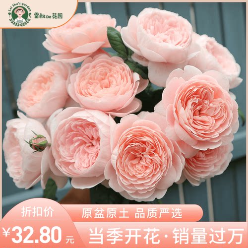瑞典女王月季灌木庭院阳台盆栽