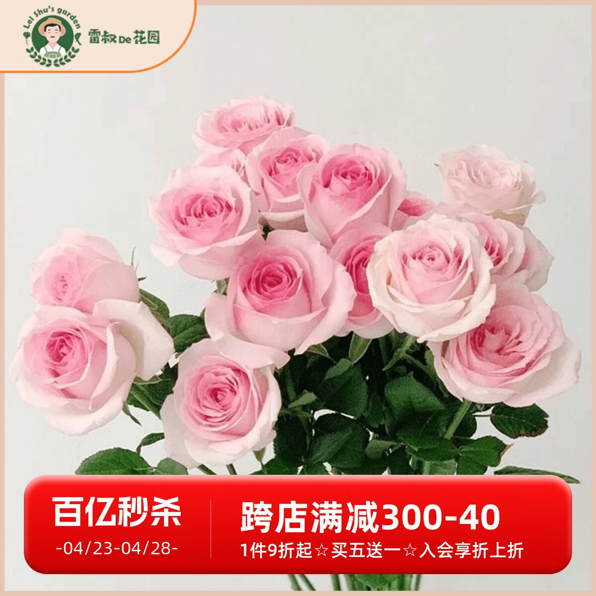 桃红雪山灌木切花月季花苗带盆栽好四季开花雪山系列粉色月季