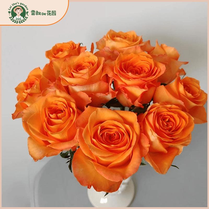 国王日/老橙意月季灌木切花大花