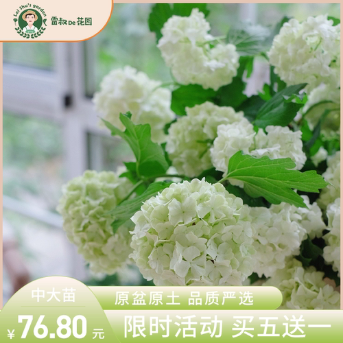 欧洲木绣球耐寒耐热加仑盆栽好