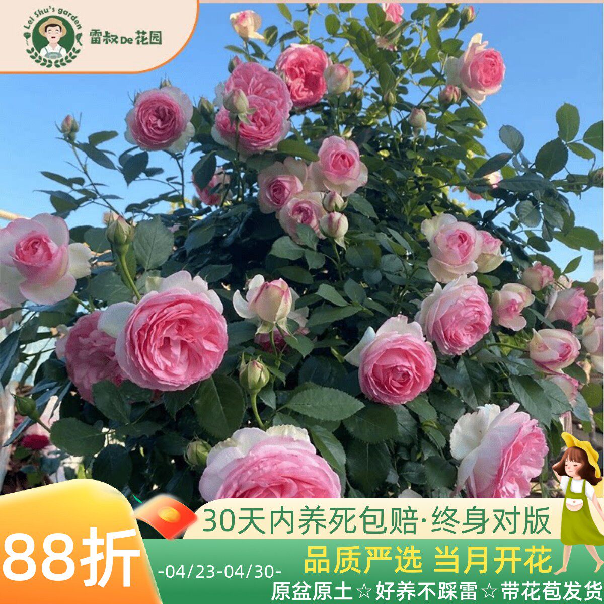 雷叔家粉色龙沙宝石月季花苗爬藤粉色盆栽庭院露台拱门花墙鲜花