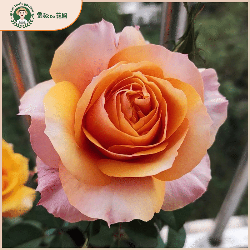 永远的艾帕索大花微月丰花勤花月季花苗带盆栽好四季开花阳台庭院