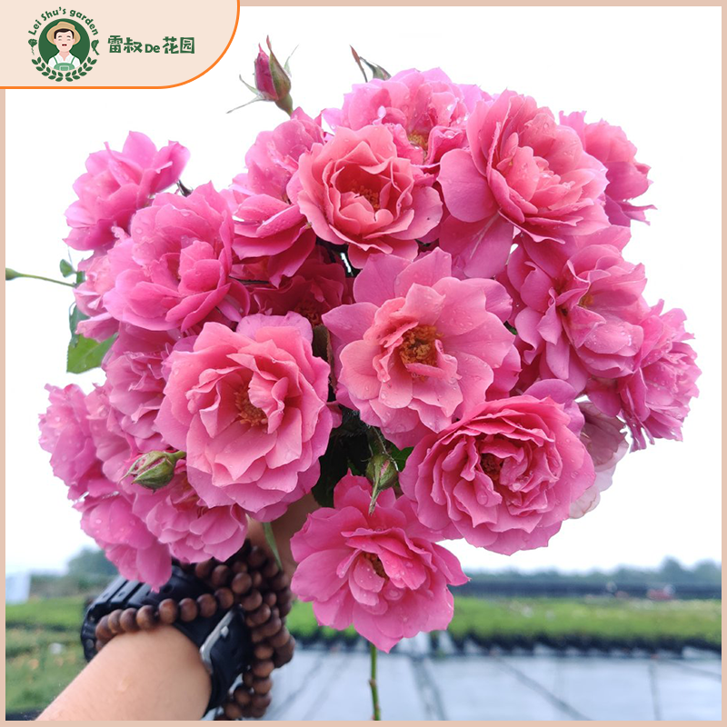 大花四季开花花色优美带盆栽好