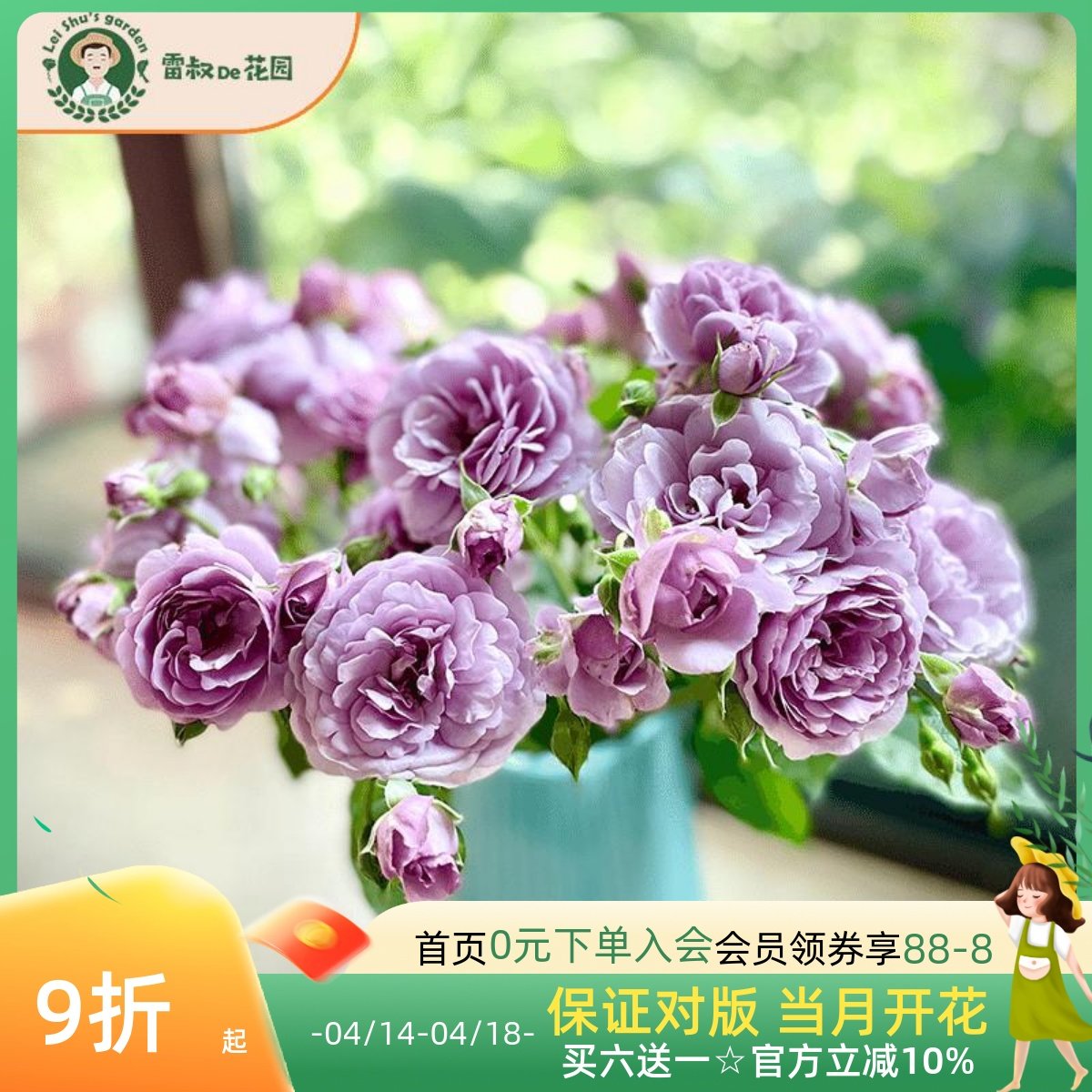 雷叔的花园薰衣草花环月季花苗庭院爬藤拱门攀爬观花花卉日系月季,鲜花速递/花卉仿真/绿植园艺,月季/蔷薇/玫瑰,淘宝优惠券,粉丝福利购,淘宝优惠卷