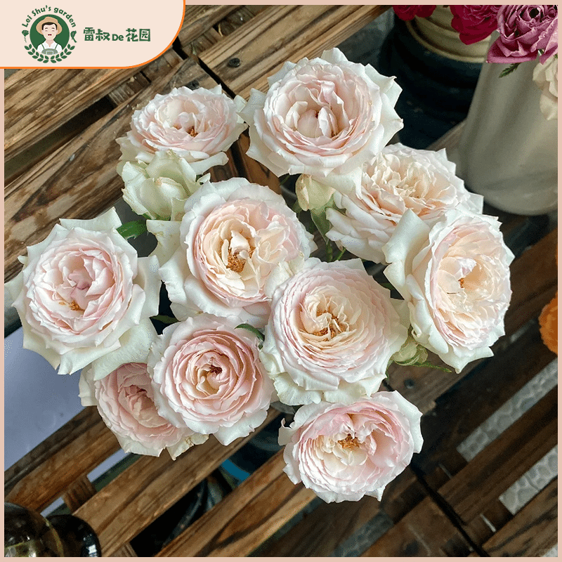 情迷白鹭洲灌木月季花苗带盆栽好多季开花阳台庭院楼顶丰花抗病