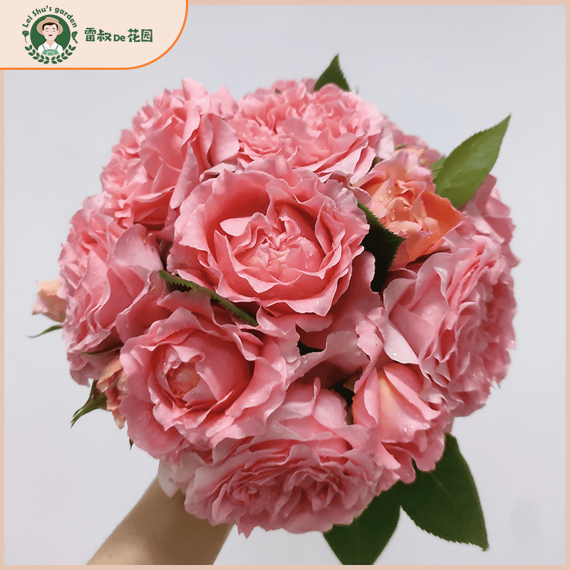 雷叔的花园珊瑚果冻月季花苗带盆栽好大花勤花多季开花阳台庭院,鲜花速递/花卉仿真/绿植园艺,月季/蔷薇/玫瑰,淘宝优惠券,粉丝福利购,淘宝优惠卷