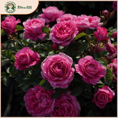 茜桃凝粉微型月季花苗带盆栽好阳台庭院多季开花丰花勤花芽变品种