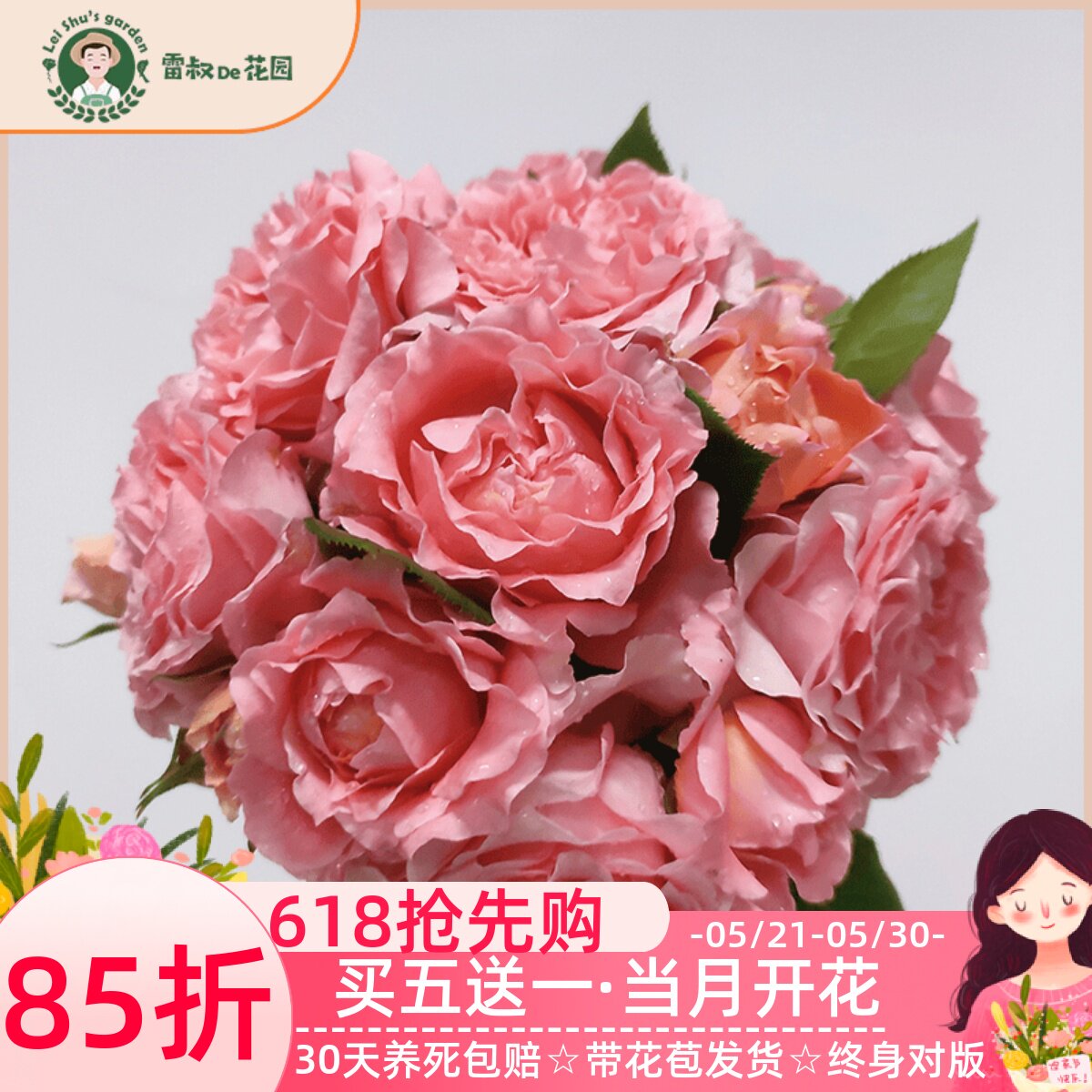 雷叔的花园珊瑚果冻月季花苗带盆栽好大花勤花多季开花阳台庭院