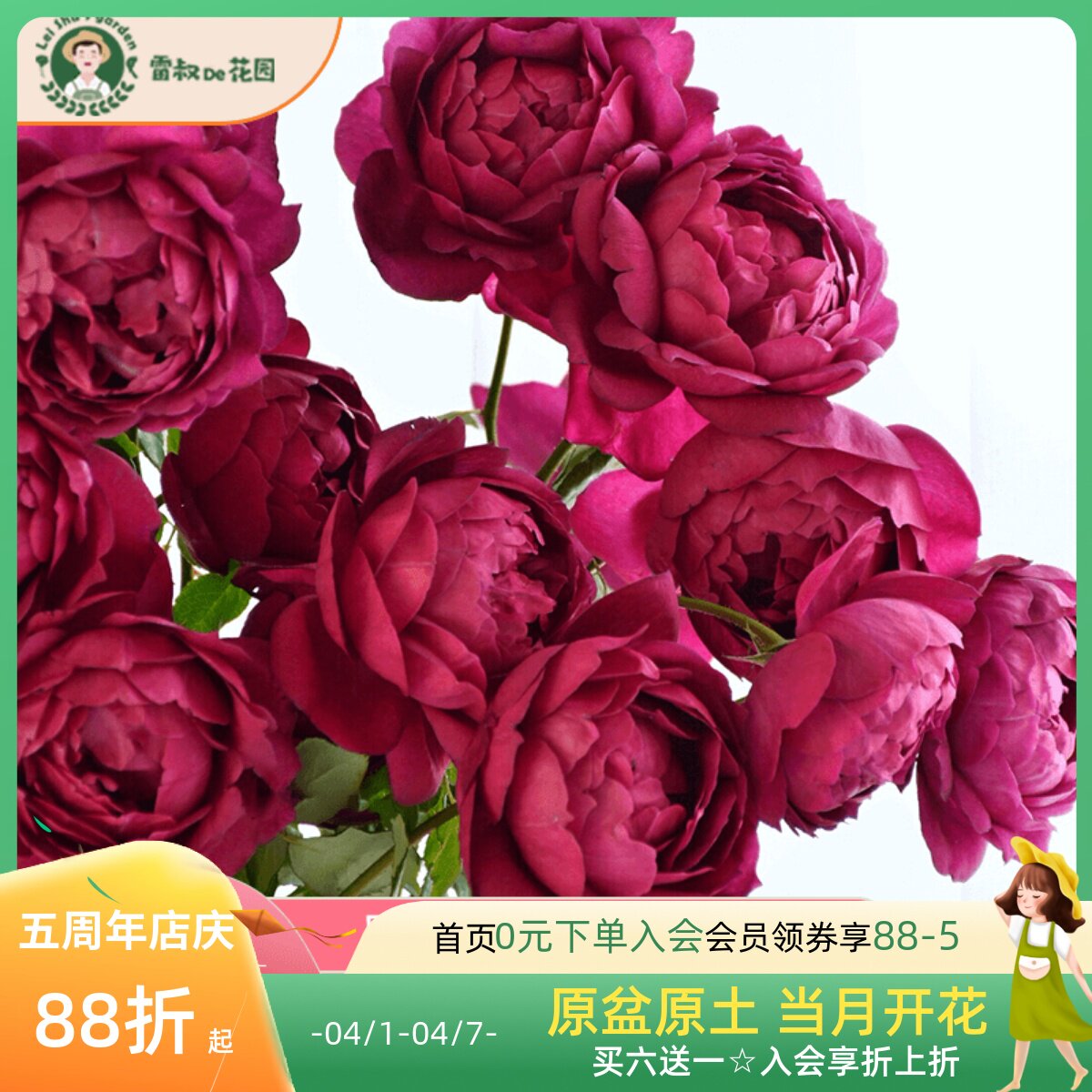 雷叔的花园秋日胭脂月季花苗特大花盆栽四季开花爬藤月季庭院灌木