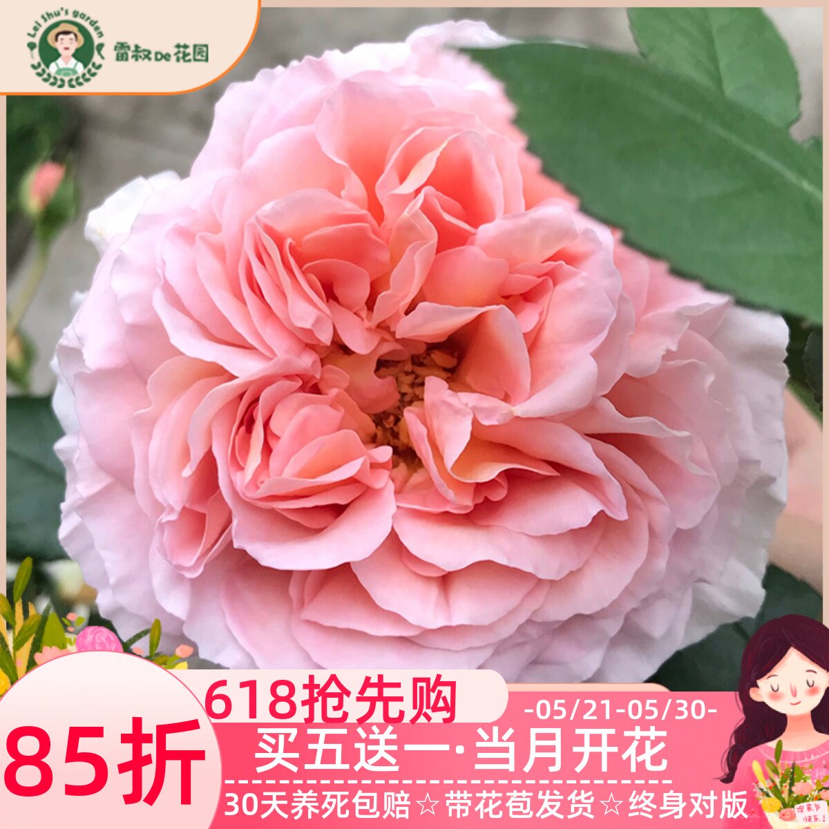 雷叔的花园亚伯拉罕月季花苗灌木爬藤四季开花浓香庭院花卉盆栽