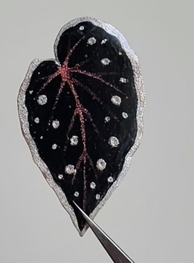 暗黑色系秋海棠合集  观叶植物热植神秘感室内绿植王先森的花园