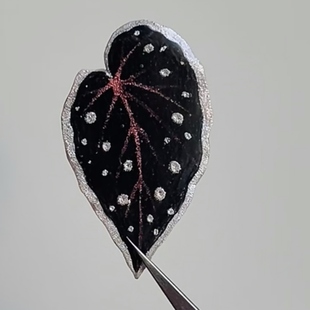 暗黑色系秋海棠合集 观叶植物热植神秘感室内绿植王先森的花园