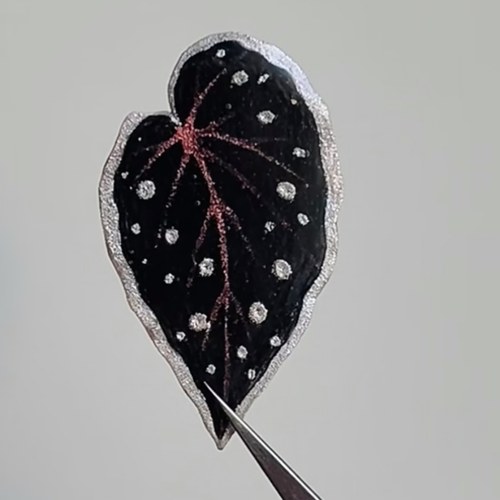 暗黑色系秋海棠合集  观叶植物热植神秘感室内绿植王先森的花园