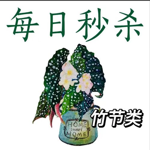 每日秒杀 竹节类秋海棠  王先森的花园