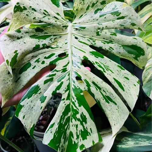 妙蛙种子龟背竹 室内绿植简单好养 王先森的花园