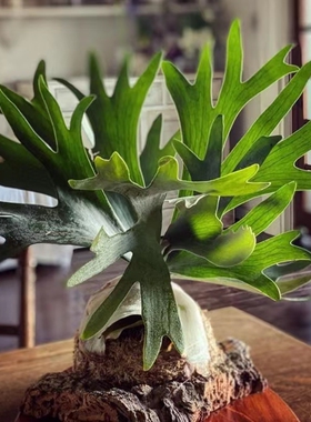 鹿角蕨二崎荷兰板植盆栽北欧绿植王先森的花园