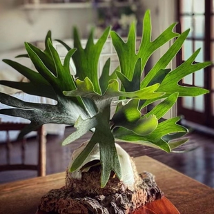 花园 鹿角蕨二崎荷兰板植盆栽北欧绿植王先森