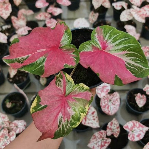 泰彩 彩叶芋室内热植简单好养王先森的花园