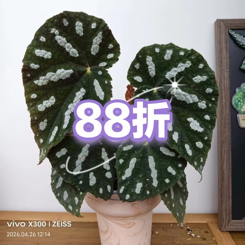 一号特别福利链接 王先森的花园
