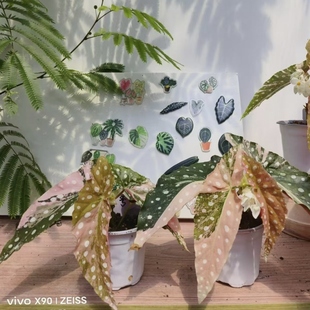 鳟鱼锦秋海棠 花园 高稀有海棠锦王先森