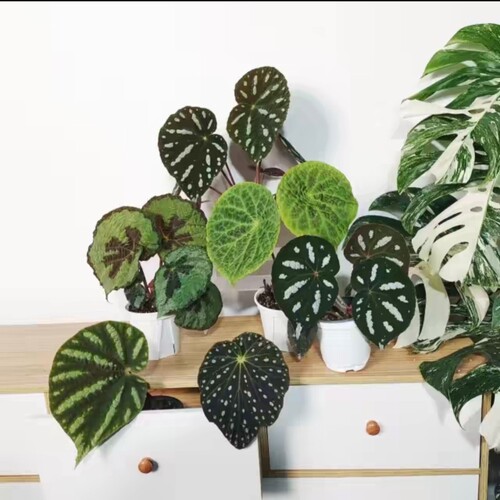 蟆叶秋海棠盆栽室内耐阴植物办公室桌面绿植四季常青好养护花卉