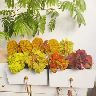 室内网红植物观叶盆栽 花园 橙色系秋海棠 王先森