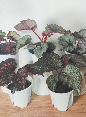 乌系秋海棠合集  王先森的花园 室内绿植热带植物观叶ins风