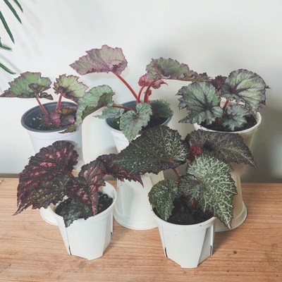 乌系秋海棠合集  王先森的花园 室内绿植热带植物观叶ins风