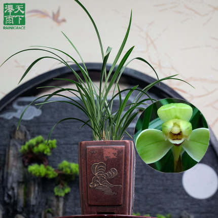 泽雨天下兰花苗春兰老八品种宋梅带花苞浓香室内易养绿植花卉盆栽