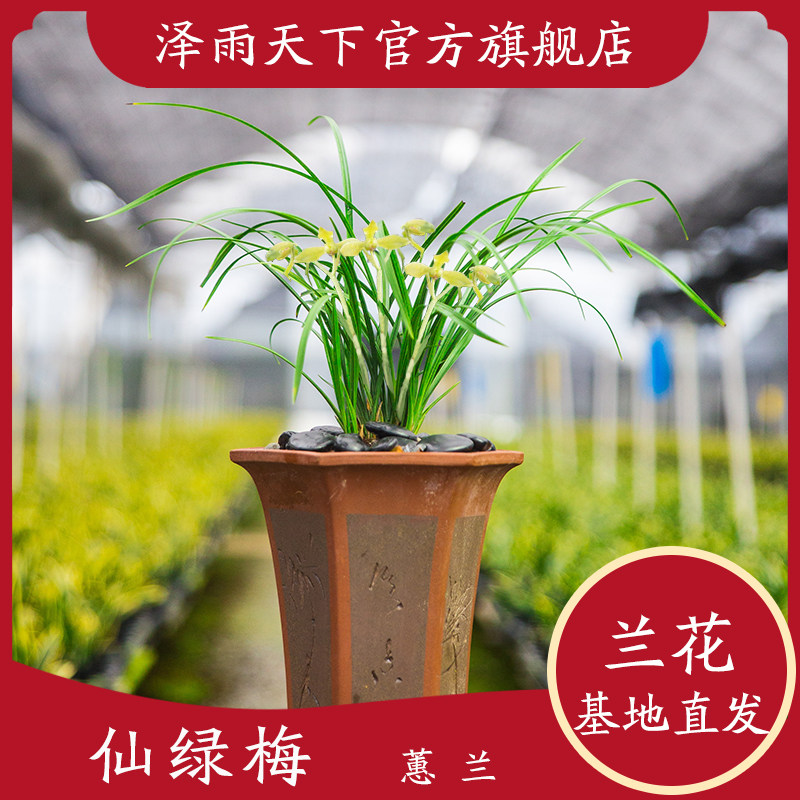 泽雨天下蕙兰名品仙绿梅传统老品种梅瓣熟草新上海梅翁源兰花花苗