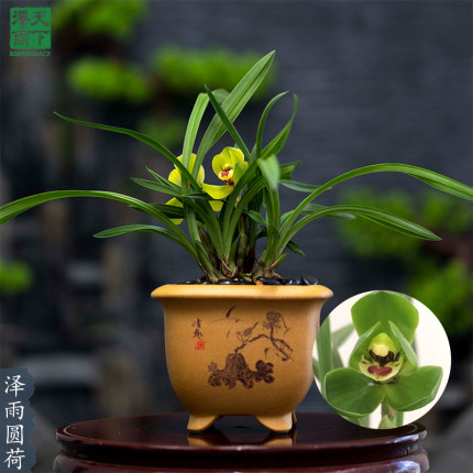 泽雨天下翁源兰花苗春兰泽雨圆荷瓣不带花苞名贵花卉好养植物盆栽