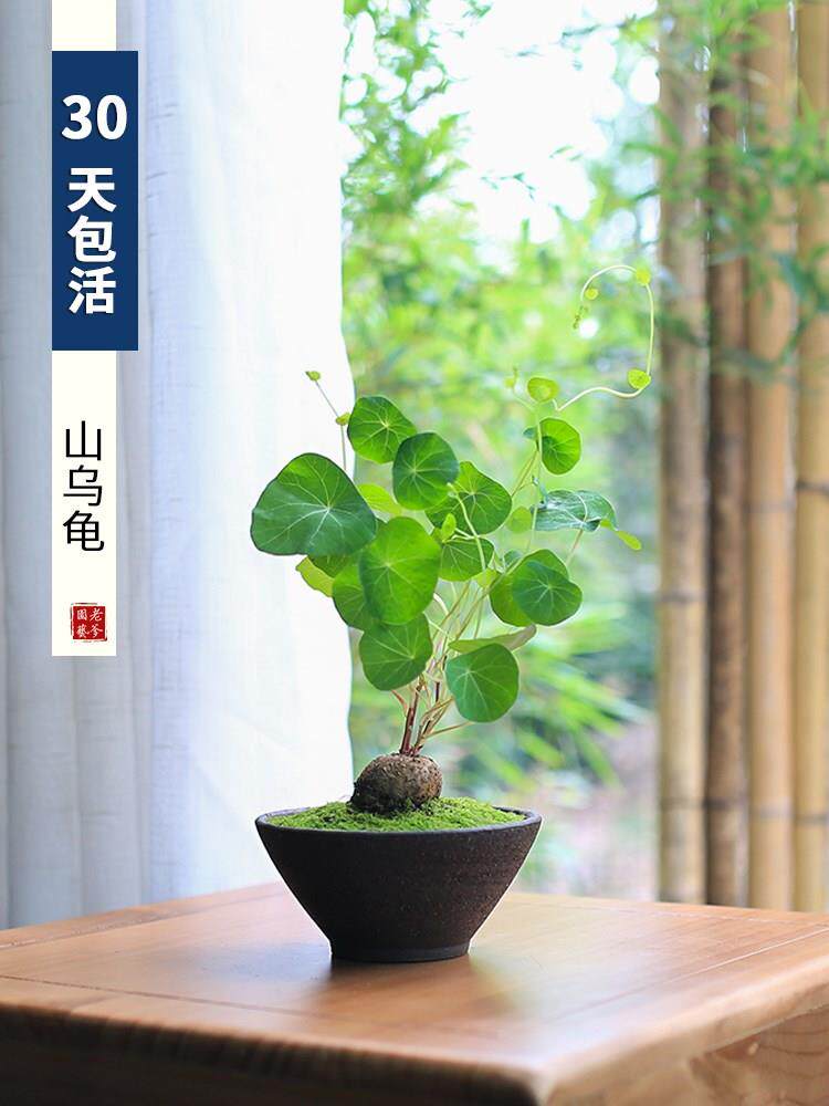 山乌龟盆栽金不换盆景好养植物桌面爬藤绿植客厅观叶办公桌阳台