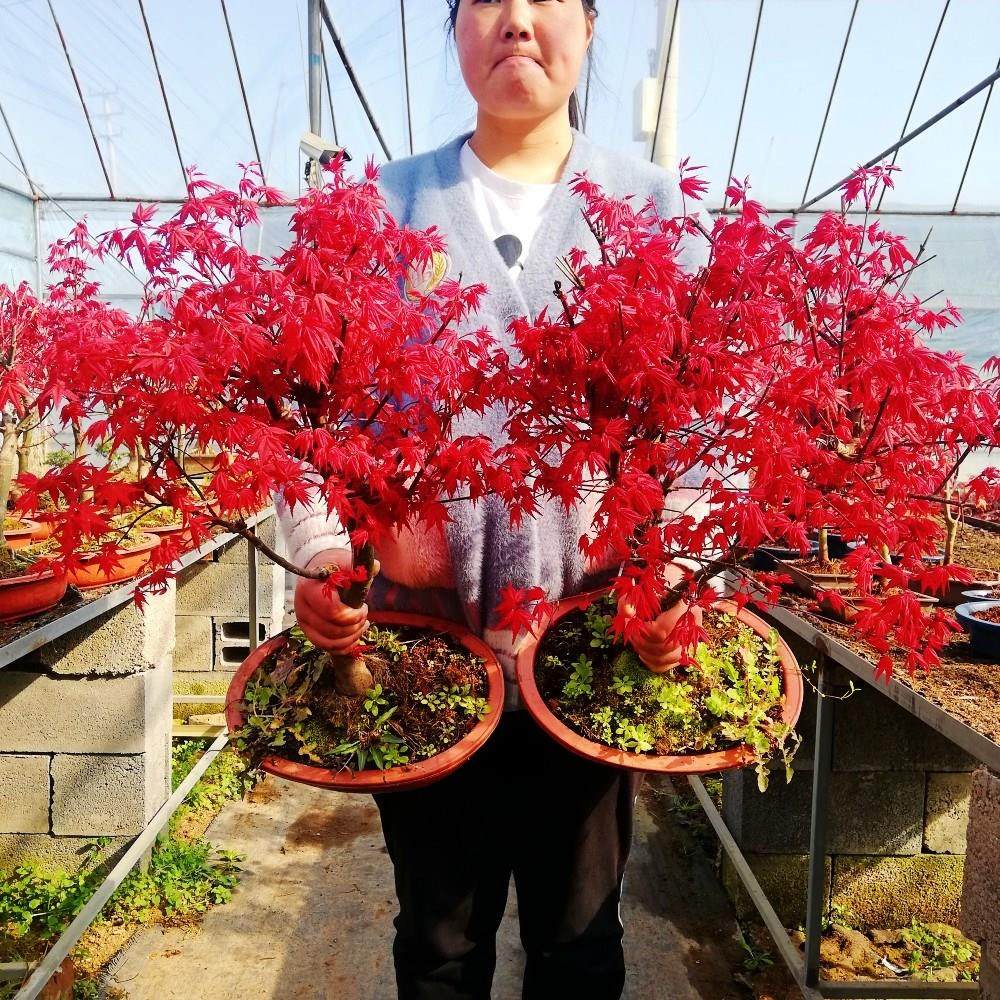 日本红枫盆景老桩 原生红舞姬造型桩 阳台庭院树苗办公桌盆栽植物
