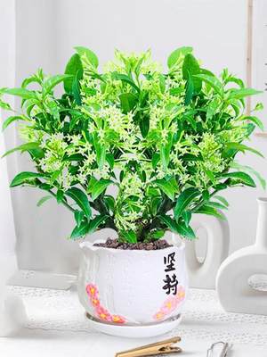 夜来香花树苗防驱蚊草盆栽绿植盆景客厅室内四季好养浓香开花植物