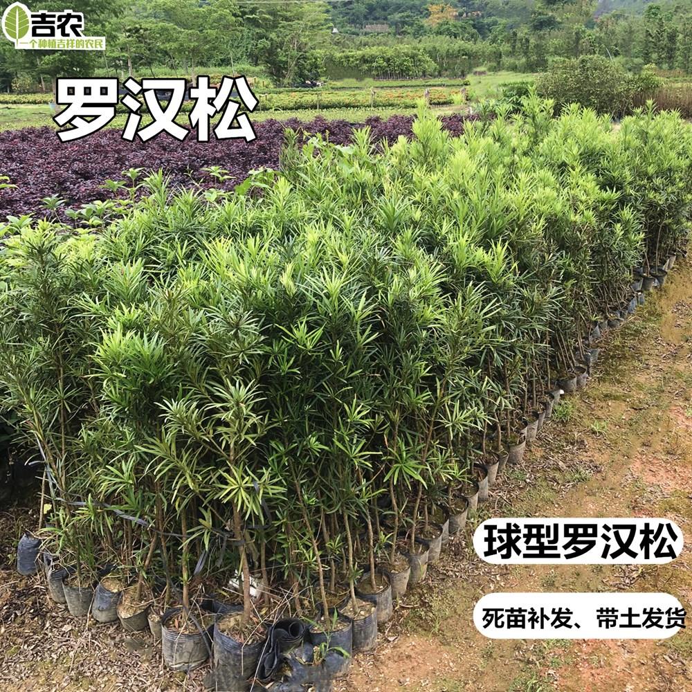 罗汉松树苗造型盆景球型植物庭院阳台室外耐寒绿植四季常青不带盆