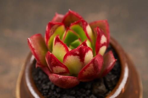 秋阳园艺 多肉 斗牛士 多肉植物 斗牛舞 多肉 随机 q
