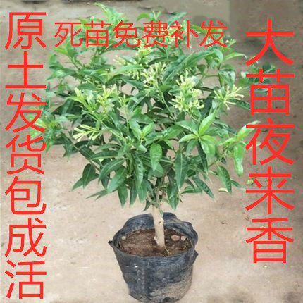 夜来香九里香花苗 驱蚊香草 驱蚊草 盆栽花苗 夜来香树苗当年开花