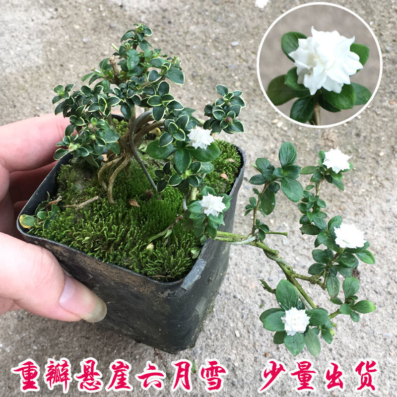 六月雪迷你小盆栽重瓣盆景微型盆栽桌面迷你绿植冬季耐寒花卉