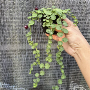 铜锤玉带草山野草假山造景盆栽好物室内外绿植盆景阳台好养植物