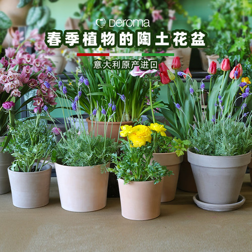 适合春季植物陶土花盆进口罗马