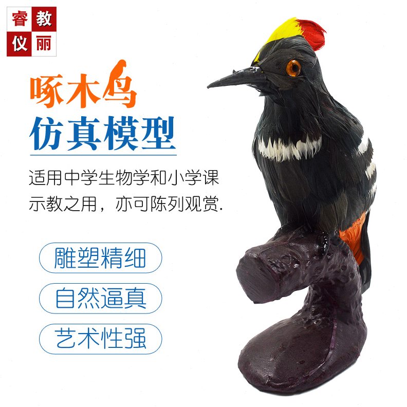 仿真啄木鸟模型羽毛摆件鸟类工艺品标本展示家居装饰摄影道具教学
