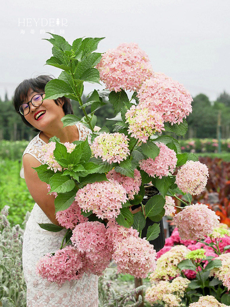 绣球花苗灵感海妈花园花卉植物大花新老枝开花盆栽花苗