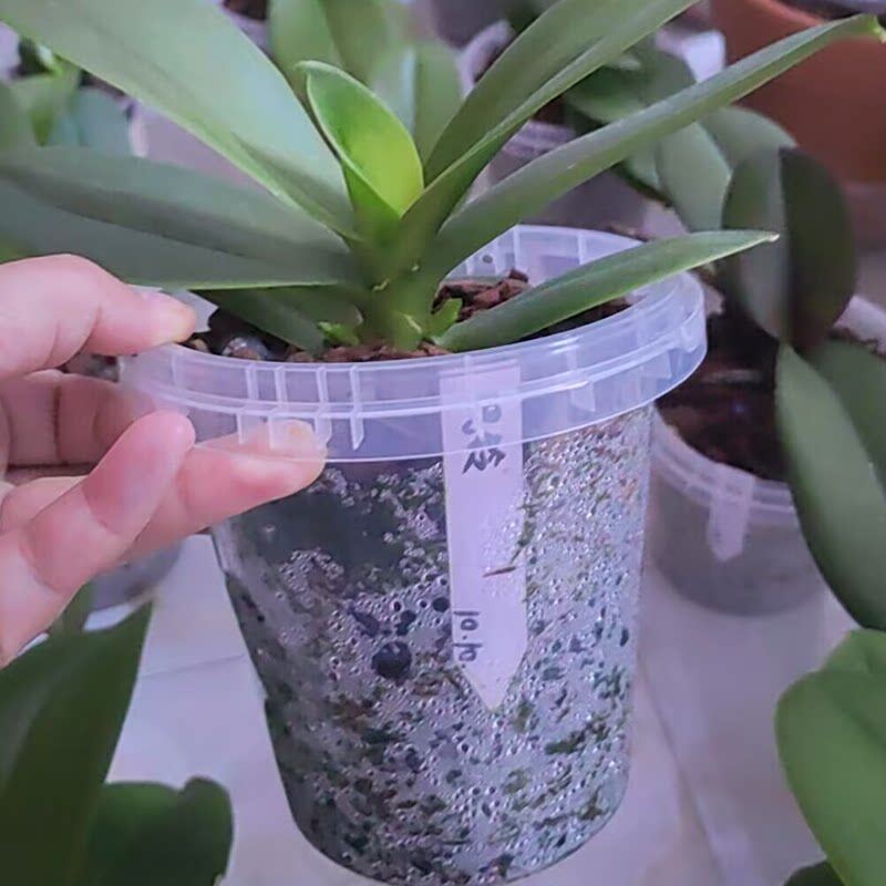 奶茶杯花盆网红蝴蝶兰种植桶专用花盆塑料大口径透明花盆绿植盆奶