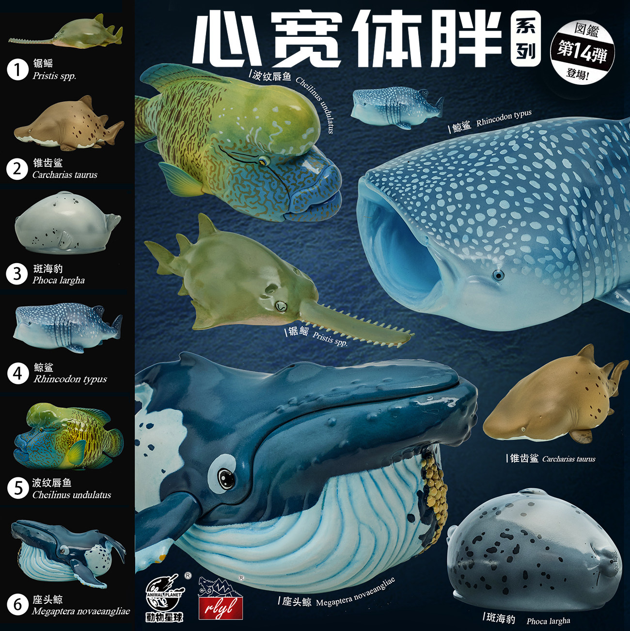 【现货 盲盒】心宽体胖海洋主题 系列第14弹pvc手办 动物星球正版