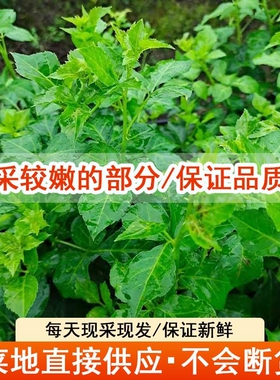 非恩平簕菜新鲜野菜苦刺心餐厅特色农家菜五加皮产地直供梗16公分