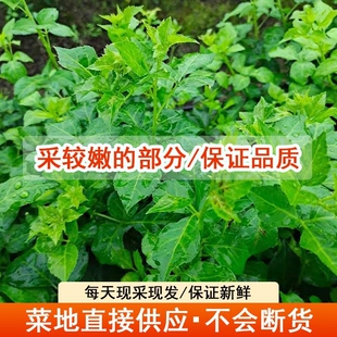 非恩平簕菜新鲜野菜苦刺心餐厅特色农家菜五加皮产地直供梗16公分