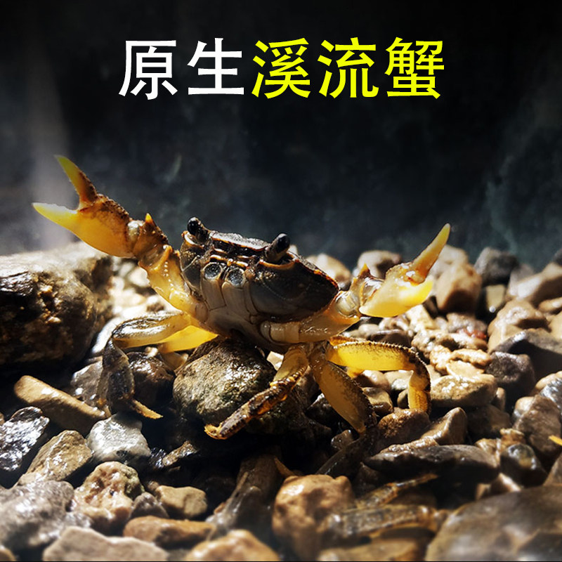 冷水观赏蟹淡水原生溪流蟹河蟹水族迷你小螃蟹华溪蟹清理残食活体
