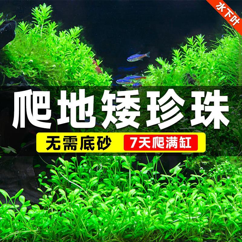 爬地矮珍珠水草植物鱼缸专用阴性养鱼增氧水草趴地矮珍珠无土真草