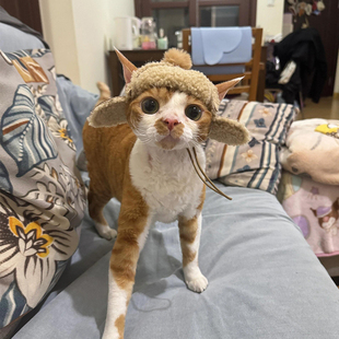 猫咪狗狗帽子加绒露耳朵头套冬天中小型犬搞笑保暖羊羔绒飞机帽
