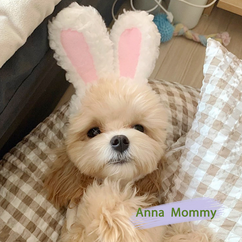 猫咪头套宠物帽狗狗头饰可爱搞笑兔子狗饰品搞怪猫帽子用品兔耳朵,宠物/宠物食品及用品,帽子,淘宝优惠券,粉丝福利购,淘宝优惠卷